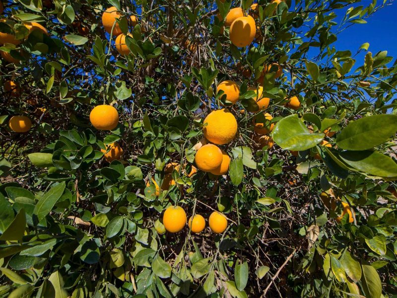 أين تزرع المندرين في السعودية؟ أفضل المناطق والمناخ