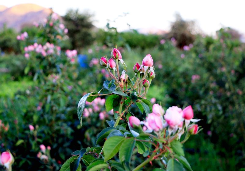 الورد المديني: رحلة عبر الزمن في حدائق المدينة