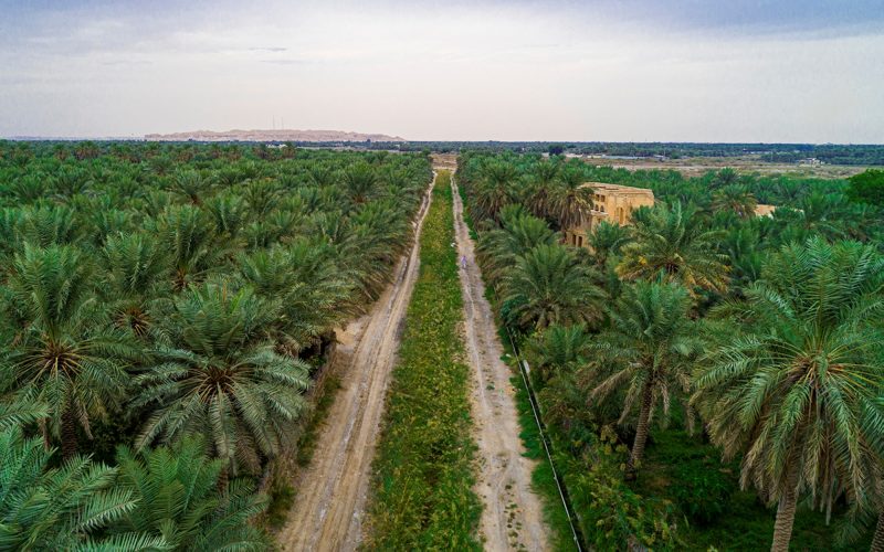إنتاج النخيل في السعودية: ريادة عالمية وأثر محلي