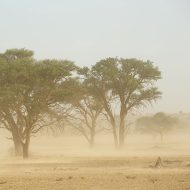 المركز الإقليمي للعواصف الغبارية والرملية: نحو مستقبل مستدام في السعودية