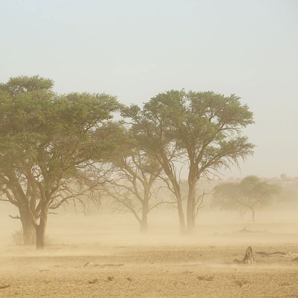 المركز الإقليمي للعواصف الغبارية والرملية: نحو مستقبل مستدام في السعودية