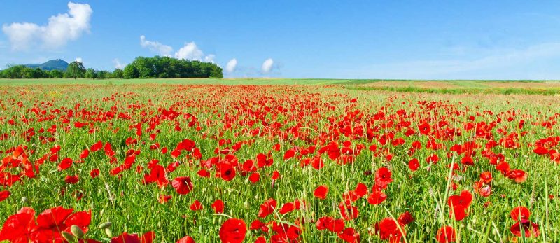 محمية الديدحان: قبل زيارتك لحائل