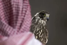 مزاد الصقور: كيف يسهم في الحفاظ على سلالات الصقور؟