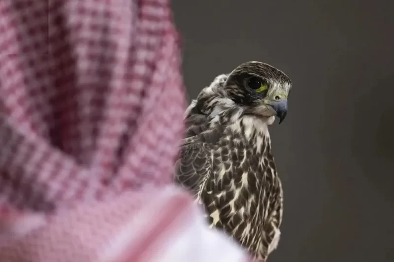 مزاد الصقور: كيف يسهم في الحفاظ على سلالات الصقور؟