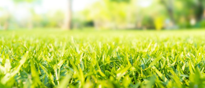 منتزه الحمراء: جوهرة الجبيل الترفيهية