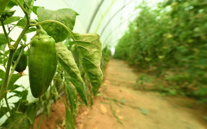 الزراعة السعودية: استثمارات في التقنيات الزراعية