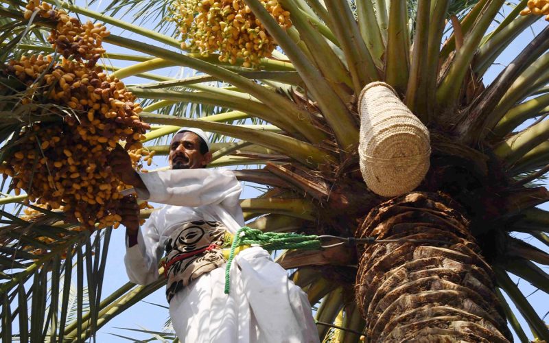 الرطب في السعودية: من المزرعة إلى المائدة، قصة نضوج لا تنتهي