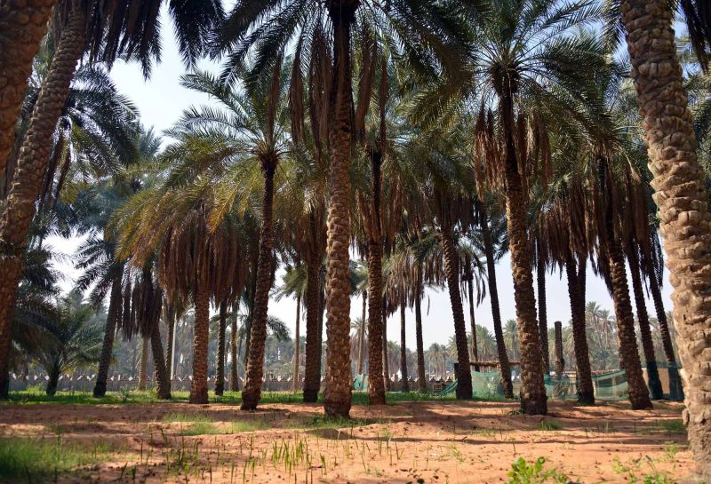 آفة غبار النخيل: دليل المبيدات الآمنة والفعالة