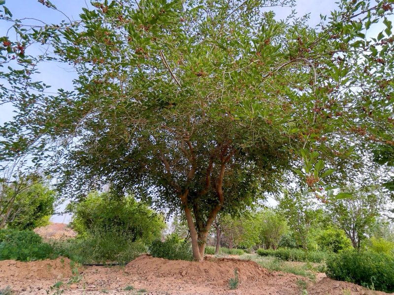 نصائح ذهبية لزراعة التوت الأسود في حدائق السعودية