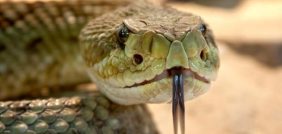 تفسير الأحلام: رؤية الحية في المنام