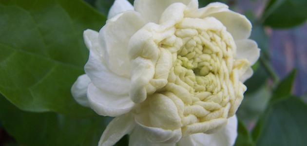 دليل العناية بزراعة الفل: للحصول على أزهار ياسمين فواحة