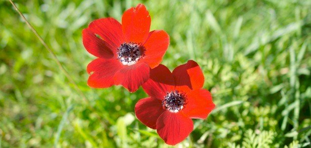 شقائق النعمان: رمز للجمال والشجاعة في الثقافة العربية