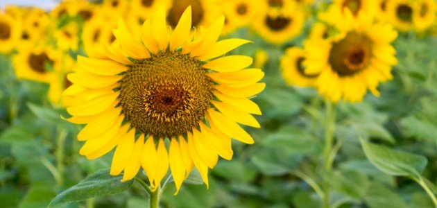 النباتات مغطاة البذور: مستقبل الغذاء والتنوع البيولوجي