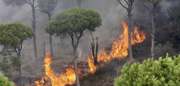 حماية الغابات: تقنيات حديثة في المراقبة والإدارة