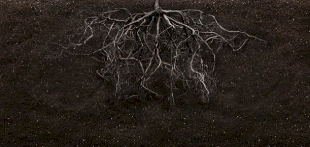 الضغط الجذري: نظرة متعمقة في وظائفه وأهميته