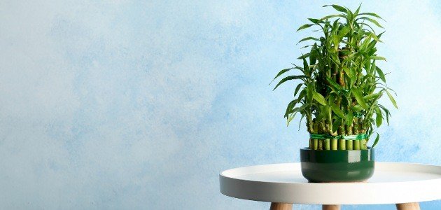 نصائح ذهبية لتكثير نبات البامبو والعناية به