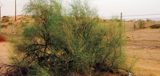 نبات الأرطة: هذا النبات الصحراوي