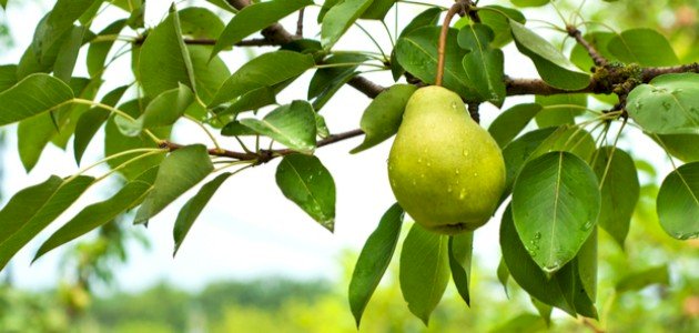 المراحل الأساسية لتكون الثمار: نظرة علمية