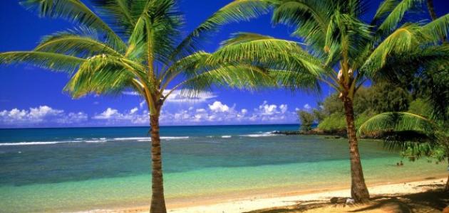 النخيل: أكثر من مجرد شجرة - فوائد واستخدامات لا تعرفها