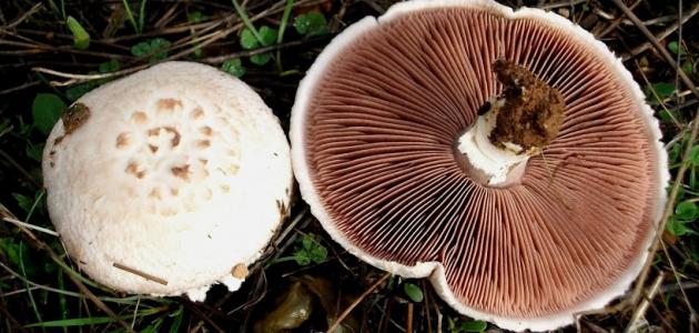 فوائد فطر عيش الغراب: إضافة صحية ولذيذة لوجباتك