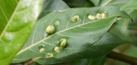 اكتشف عالم أمراض النبات: من الأعراض إلى الحلول