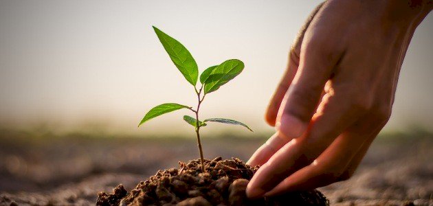 تبسيط الخلايا والأنسجة النباتية: للمبتدئين