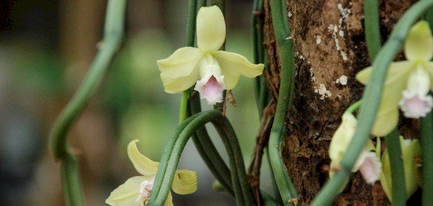 أصل الفانيليا: من الأزتك إلى عالم الحلويات