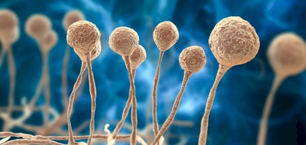 الفطر: لزراعته في قبو منزلك بسهولة