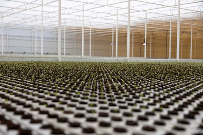 توبيان: نموذج لمستقبل الغذاء المستدام في الشرق الأوسط