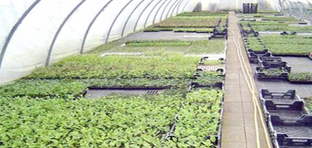 الزراعة البيولوجية: كيف تبدأ مزرعة بيولوجية ناجحة؟