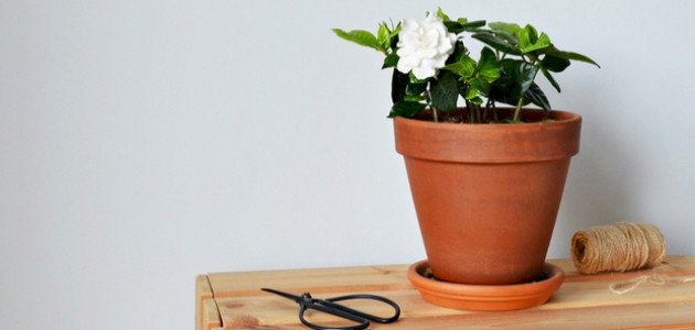 العناية بالجاردينيا: اجعل حديقتك تتألق مع الجاردينيا