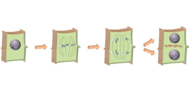 الانقسام الخيطي في النبات: من التمهيدي إلى النهائي