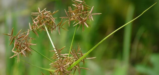 نبات السعد: مضاد طبيعي للأمراض وداعم للجمال
