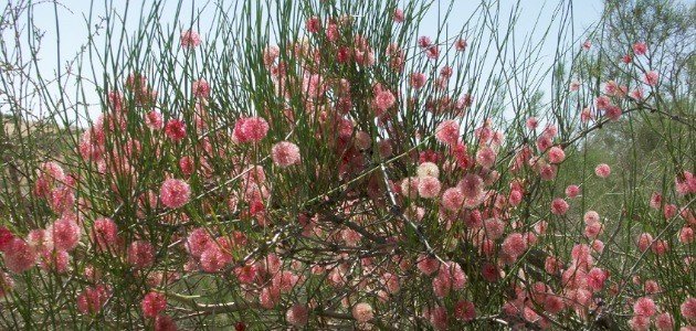 نبات الأرطة: الخصائص الفريدة والتحديات البيئية