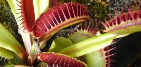 نبات القدر والتنين الأحمر: من الغابة إلى منزلك