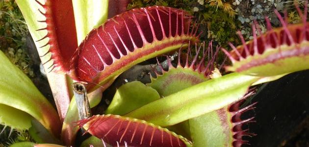 نبات القدر والتنين الأحمر: من الغابة إلى منزلك