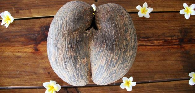 أكبر البذور: زراعتها