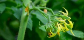 دورة حياة النبات: تطور الزهرة لإنتاج الثمار