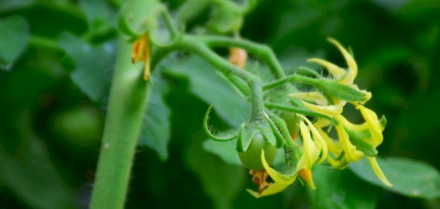 دورة حياة النبات: تطور الزهرة لإنتاج الثمار