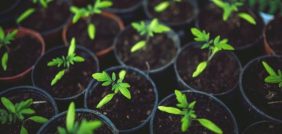 زراعة الخضروات: استمتع بمنتجات طازجة من حديقتك الخاصة