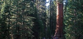 لماذا يجب أن نهتم بأكبر شجرة في العالم؟
