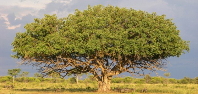 تفسير الأحلام: دلالات رؤية شجرة التين للعزباء والمتزوجة
