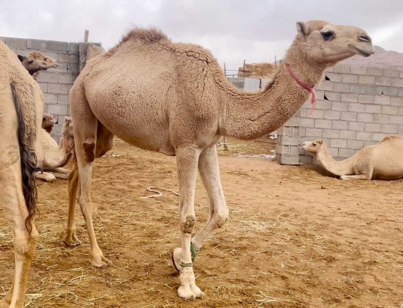 استيراد الإبل: مستقبل الثروة الحيوانية في السعودية