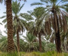 تمور العجوة: شركة تراث المدينة نحو تحقيق الاستدامة والنمو