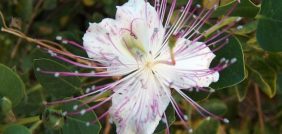 تعرف على فوائد الكبر وكيفية استخدامه بشكل آمن