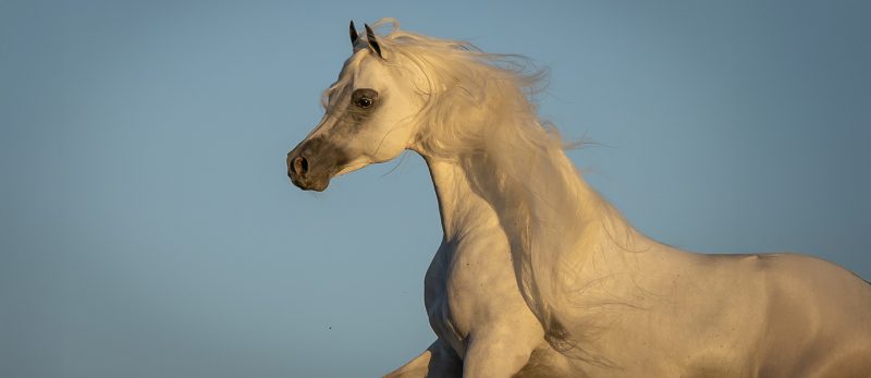 مركز الملك عبد العزيز: صرح شامخ للخيول العربية