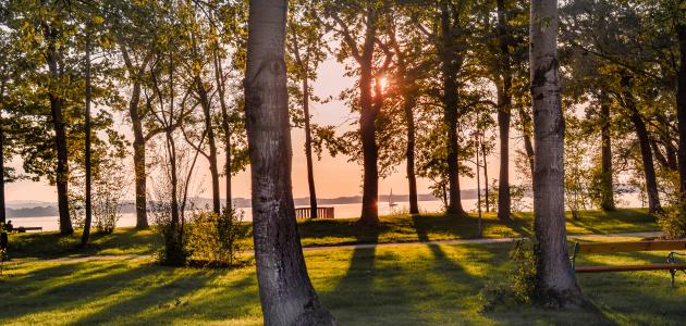 دليل العناية بالأشجار: من الألف إلى الياء للحفاظ على أشجارك