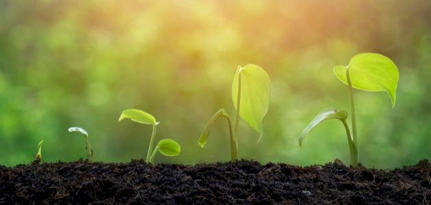 الأمن الغذائي المستدام يبدأ من البيئة الزراعية: نظرة شاملة