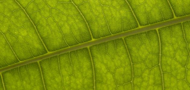 البناء الضوئي: ومبسط