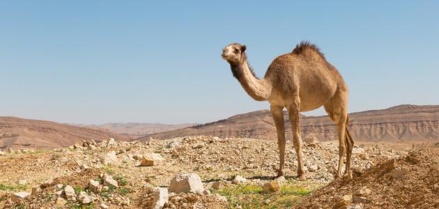 تفسير رؤية الجمل في المنام: من منظور أشهر علماء تفسير الأحلام